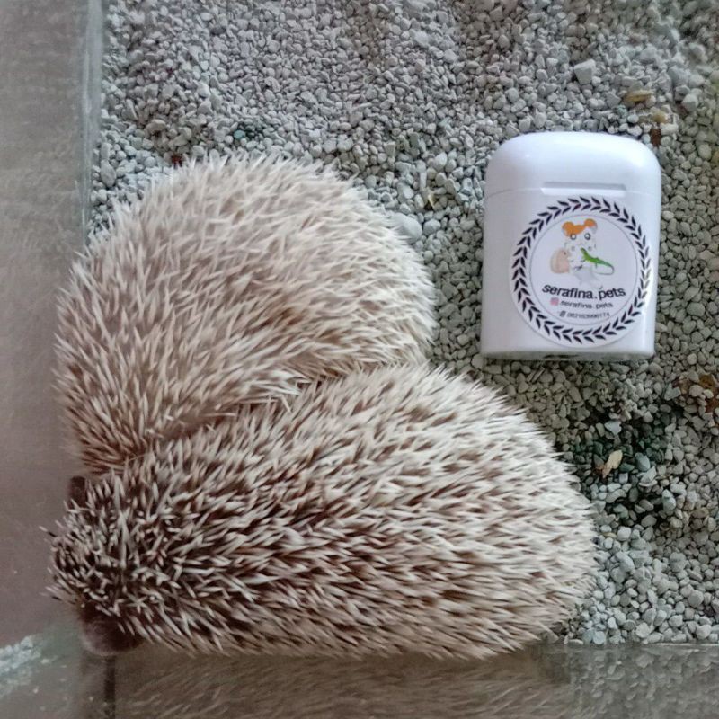 Landak mini Pinto,SP Sepasang