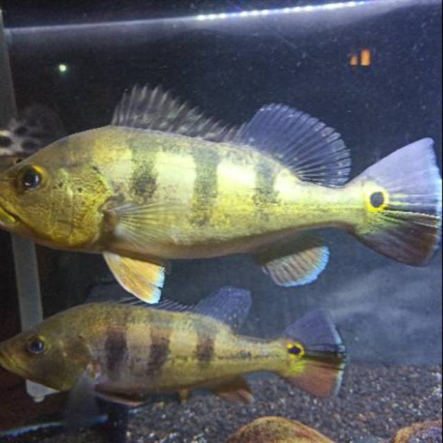 Pbass mono 30-32cm MALE Good marking