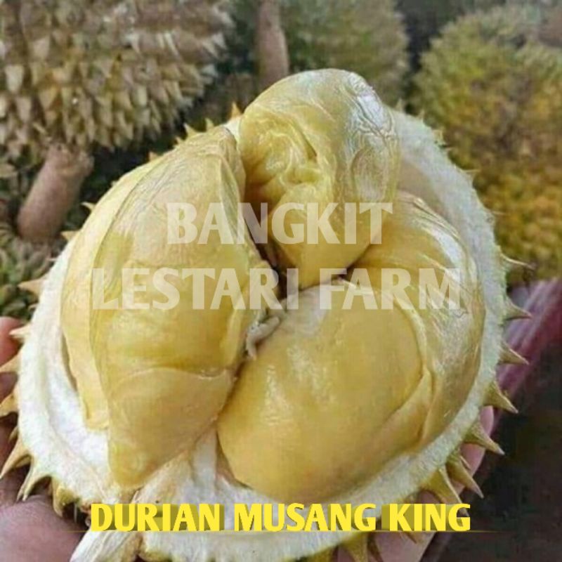

Durian musang king