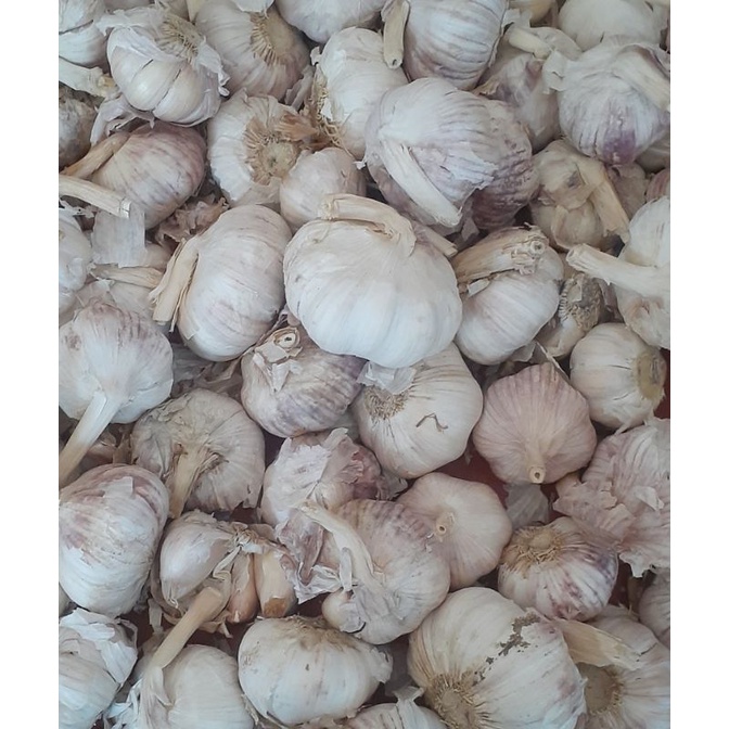 bawang putih kotor 1 kg
