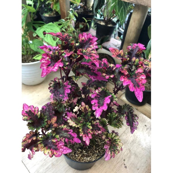 Promo Tanaman hias Unik Langka Miana Ekor Naga Merah Coleus Black Dragon BUKAN STEK BATANG (BERAKAR)