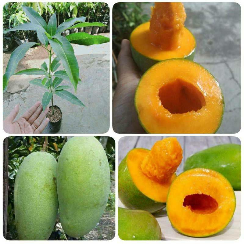 

Bibit Mangga Alpukat Manis