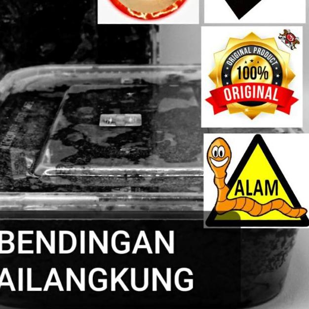 BENDINGAN JAILANGKUNG ASLI