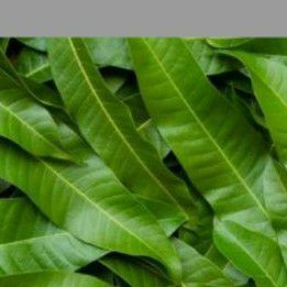 

Daun mangga muda 250 gr/herbal