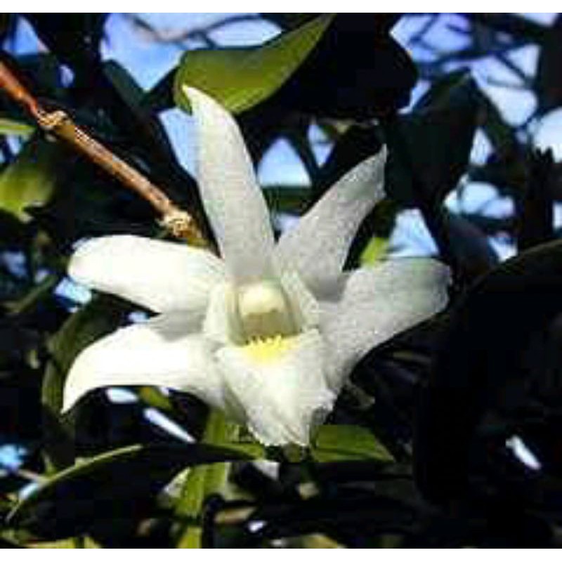 

anggrek merpati