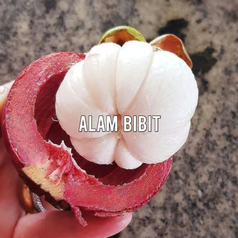 BIBIT MANGGIS SUPER (COCOK DI TANAM POT)