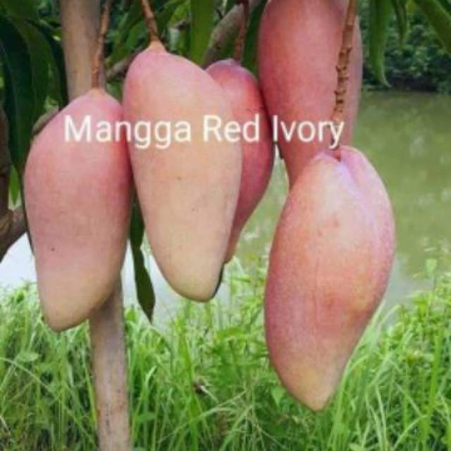 bibit mangga jenis red ivory promo dapat 10