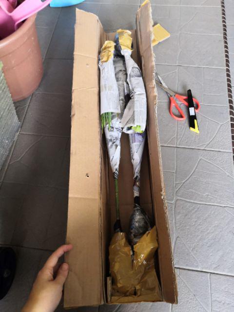 Bibit Tanaman Buah Alpukat Wina