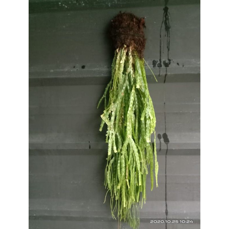 kumpai sisik dan cucuk