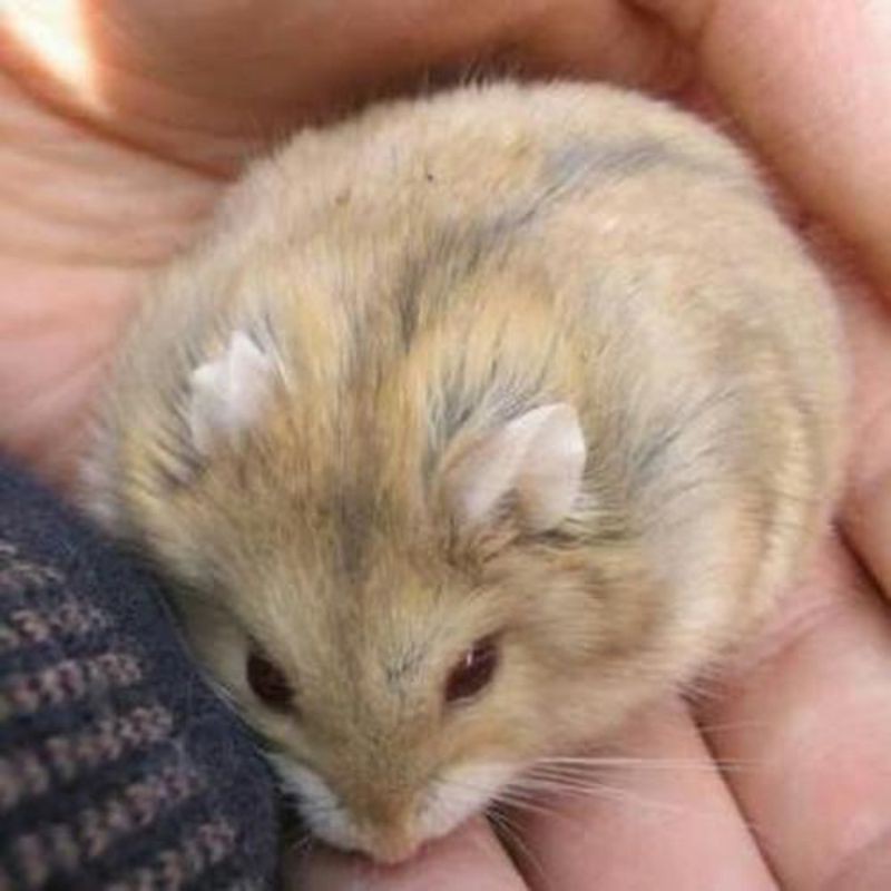 Hamster winter white indukan