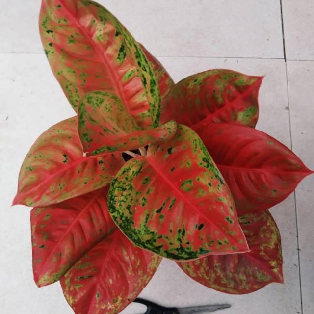 Aglaonema Mahasety