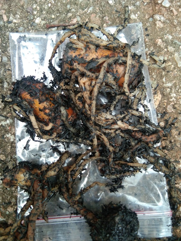 Promo!!! Bonggol Aglonema Golden Hope