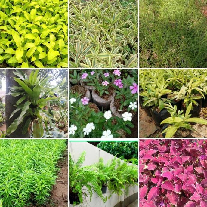 Jual Promo Paket Tanaman Vertical Garden 40 Tanaman Hias Shopee Indonesia