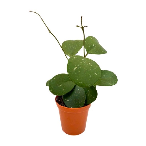 tanaman hias hoya obovata splash