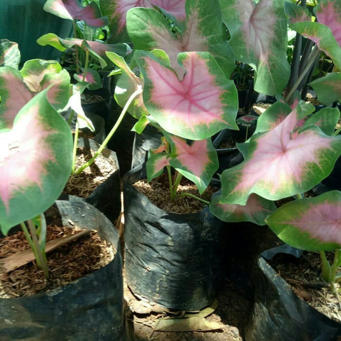 Tanaman Hias Keladi Pink Caladium Shopee Indonesia