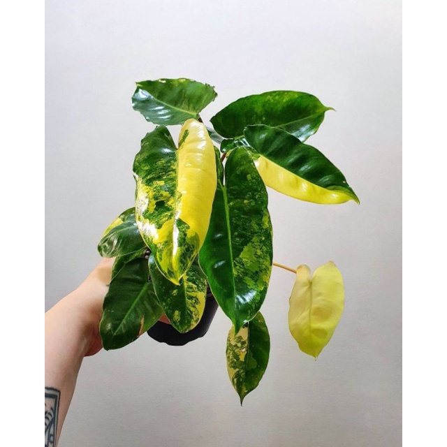 tanaman hias - tanaman philodendron burlemarx variegata - philodendron burlemarxii variegata - burle