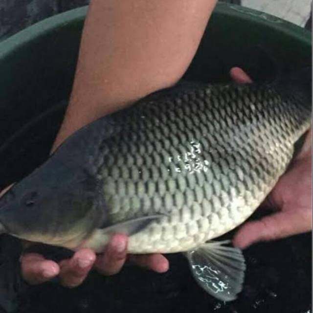 

Ikan emas