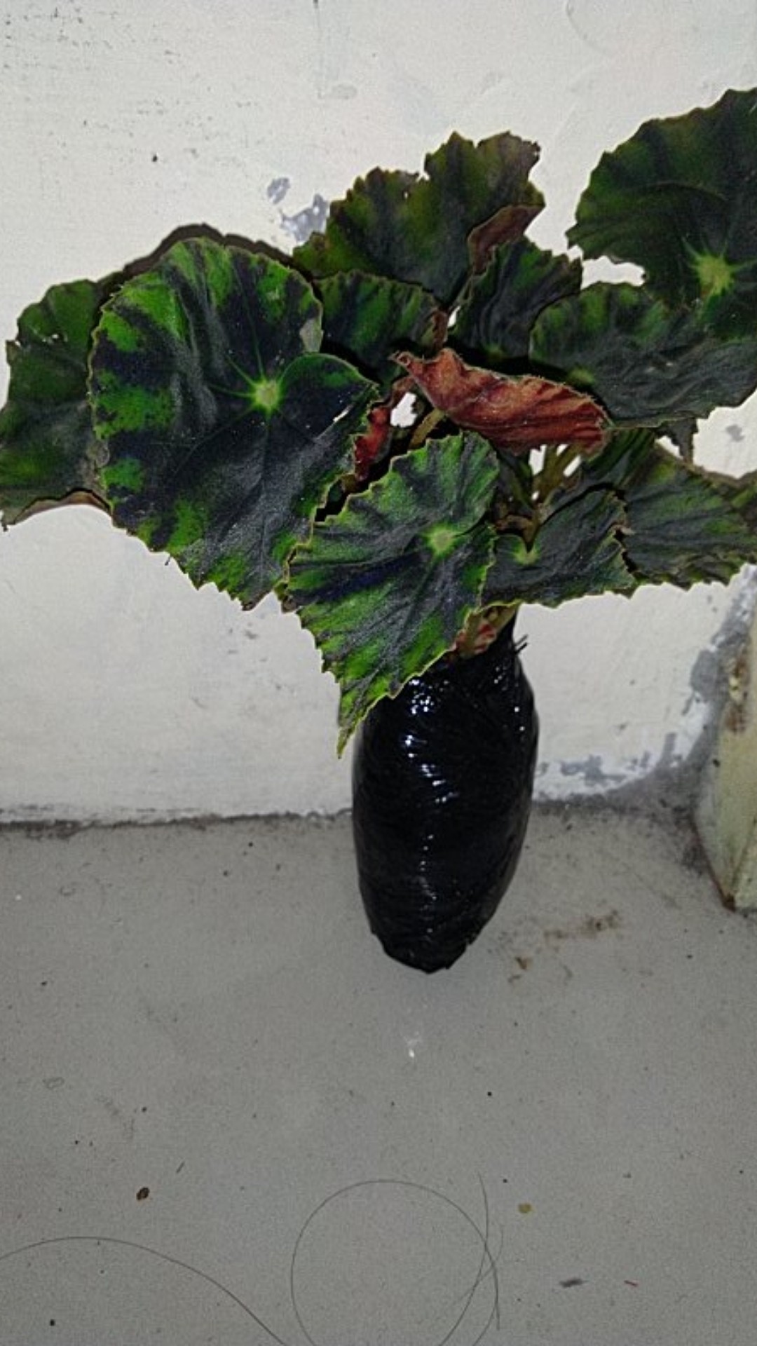 Tanaman Hias Begonia Tiger Cub