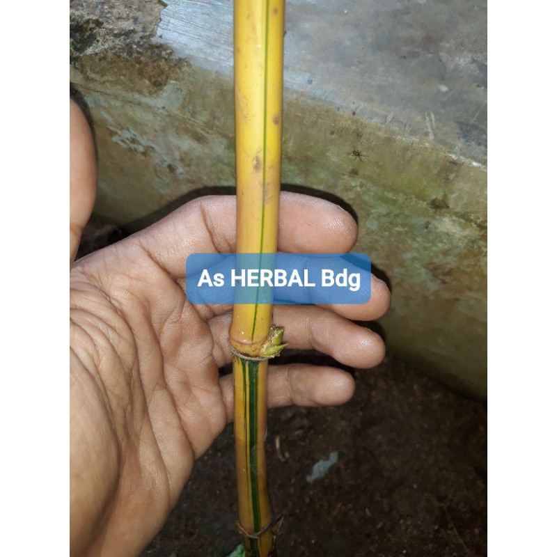 Ready bibit bambu kuning mini bambu kuning hias-az