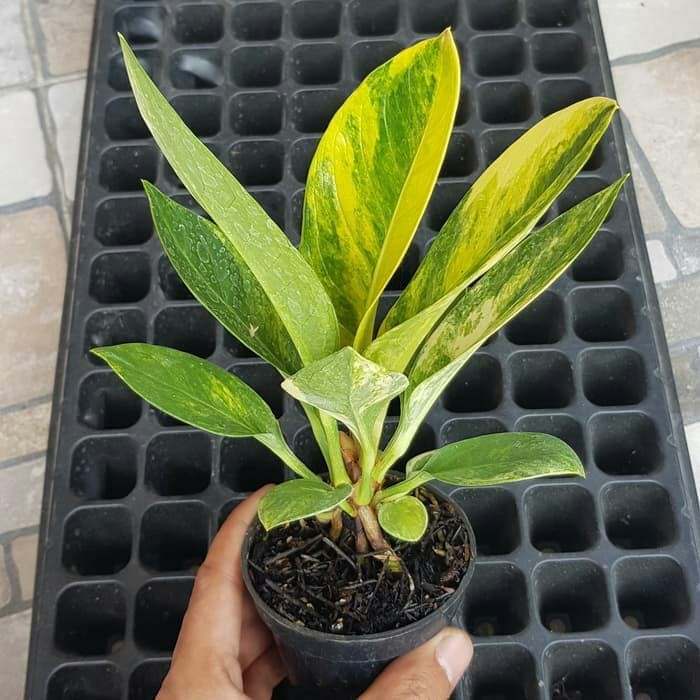 Tanaman Hias Anthurium Jemani Cobra Varigata