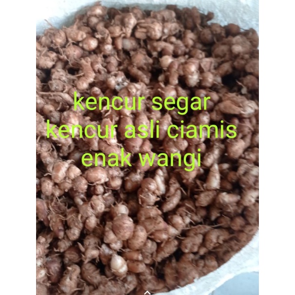 

KENCUR SEGAR 1kg KENCUR SUPER KENCUR CIAMIS WANGI ENAK COCOK BUAT BUMBU SEBLAK DAN MAKANAN LAIN NYAH