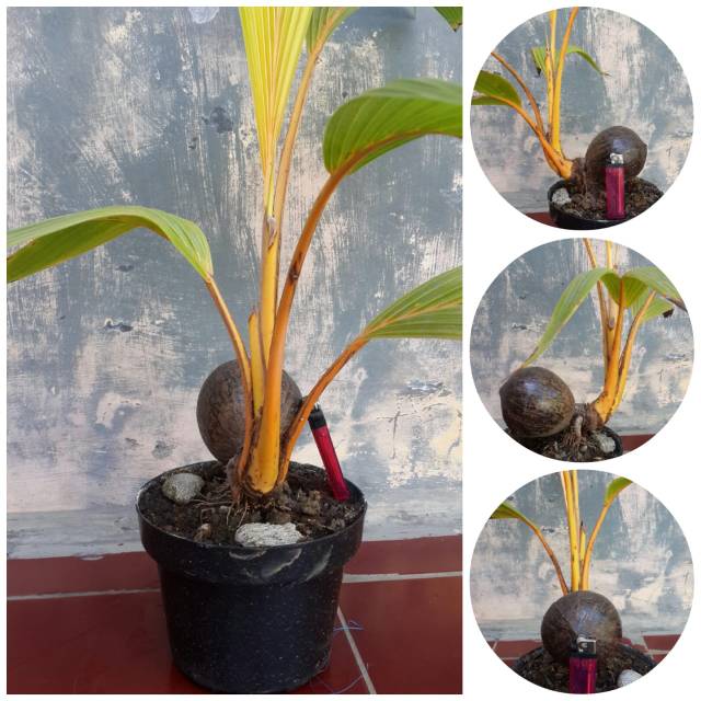 Bonsai kelapa minion orange