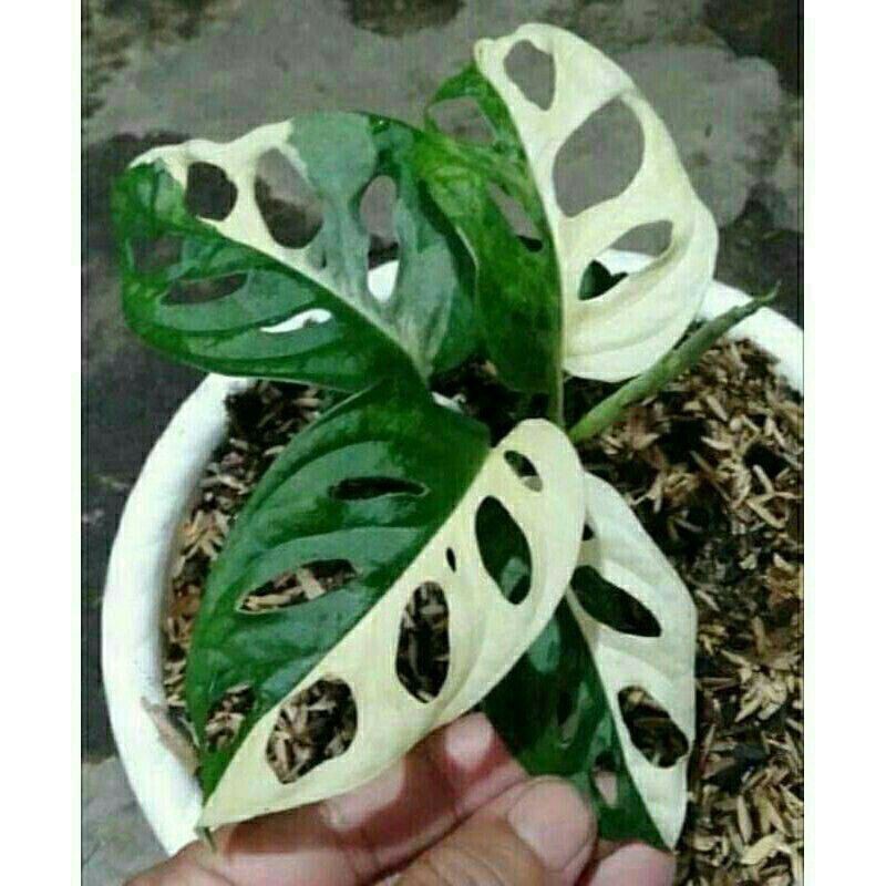 promo tanaman hias janda bolong varigata asli no tipu/bonggol