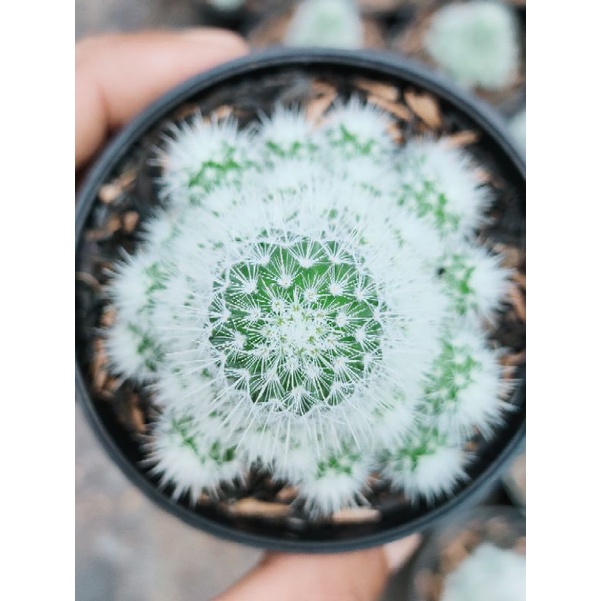 kaktus mamil ownroot cluster