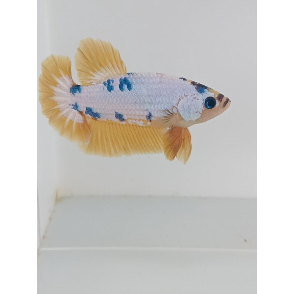 ikan cupang yellow fency copper