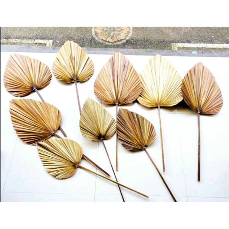 Daun palem kering warna gold uk 30-40