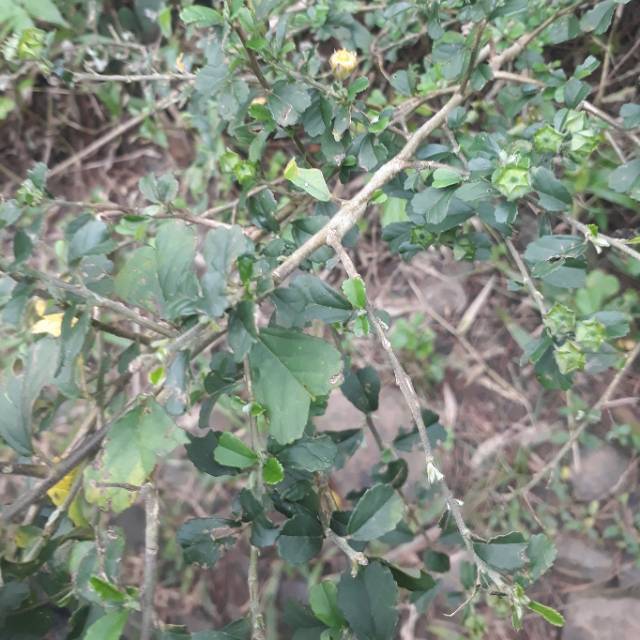 

daun sidaguri segar 500 gr