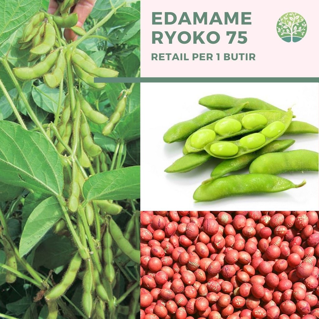 Benih Bibit Biji - Kacang Edamame Kedelai Jepang Seeds (Varietas Ryoko 75)