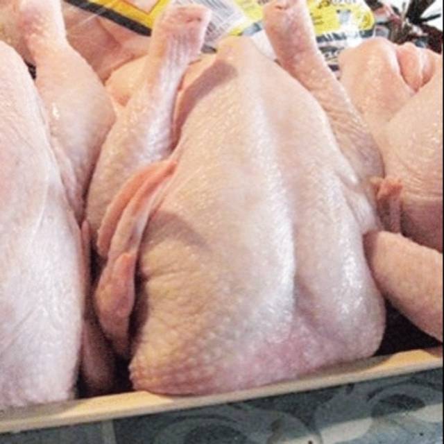 

Ayam segar 1 ekor