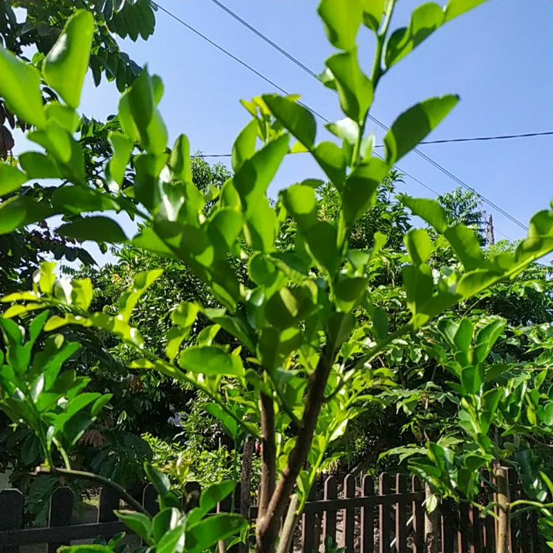 

Daun Jeruk Fresh Di Petik Langsung Dari Pohon