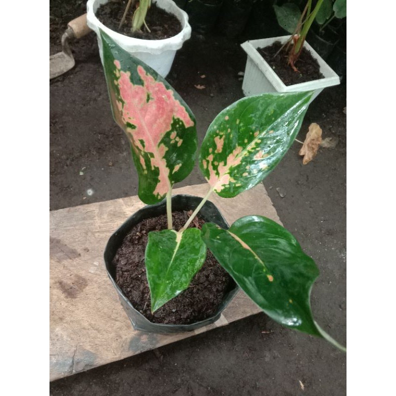 Aglaounema/Aglaonema Red kochin remaja/dewasa rawatan.