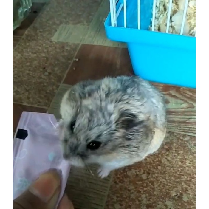 Nutrisi Hamster Snack Makanan ringan Hamster Penggemuk Full Nutrisi