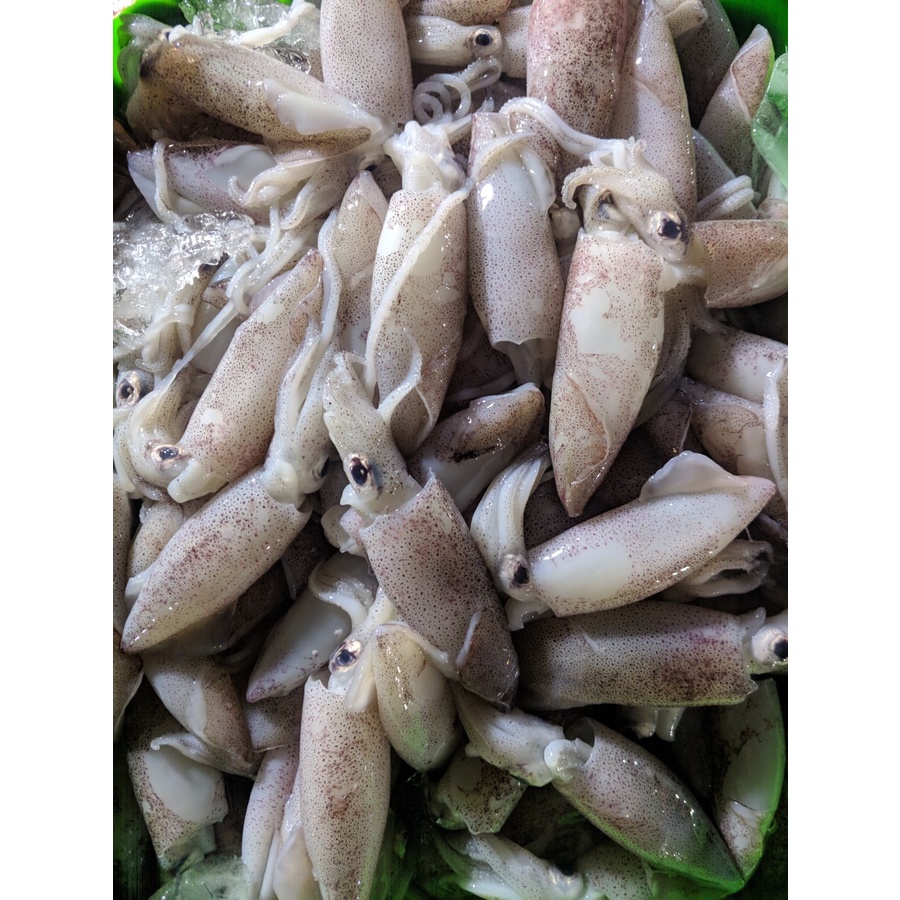 

Cumi basah Fresh || 250gr