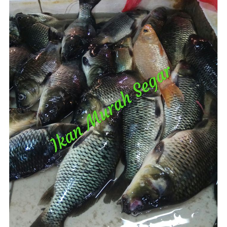 

IKAN MAS SEGAR HIDUP