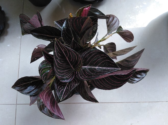 Aglonema Rotundum Aceh