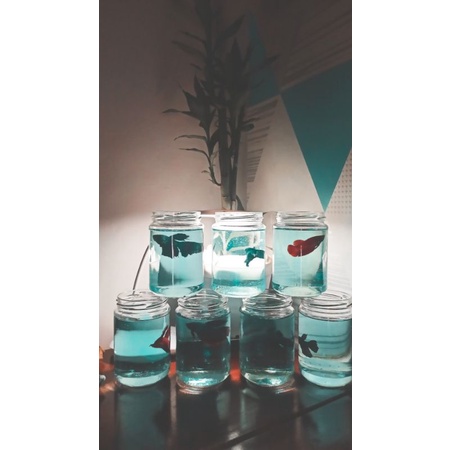 Toples selai ikan cupang + Batu warna-warni Botol kaca tempat ikan cupang Aquarium mini