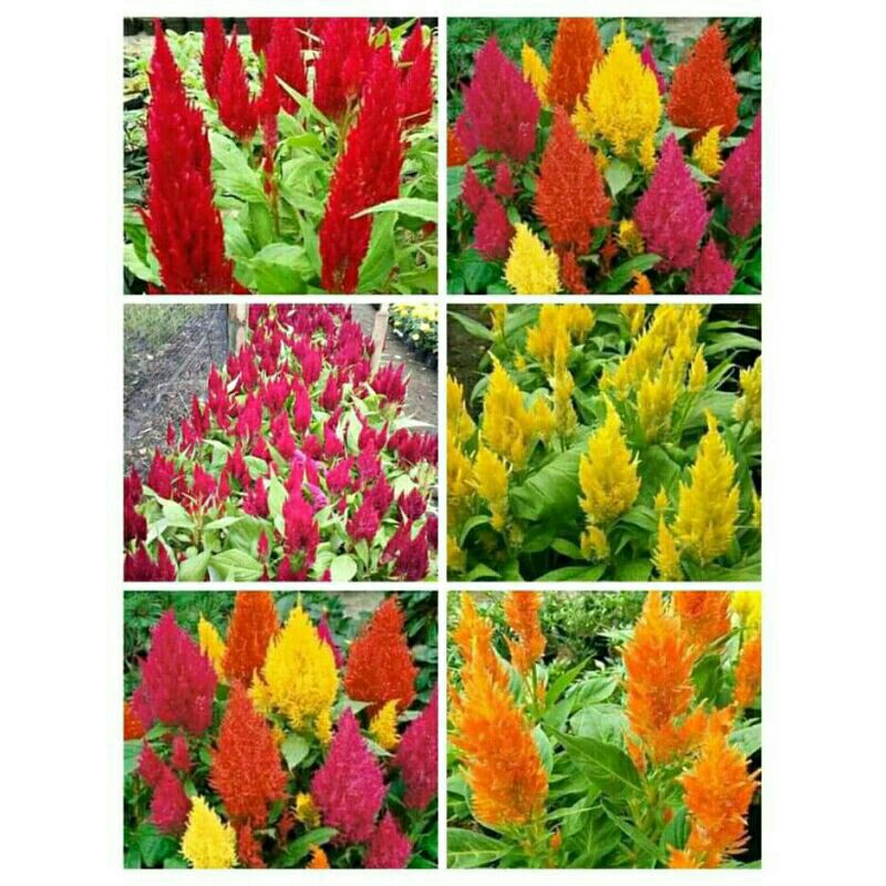Bunga Celosia/jengger ayam