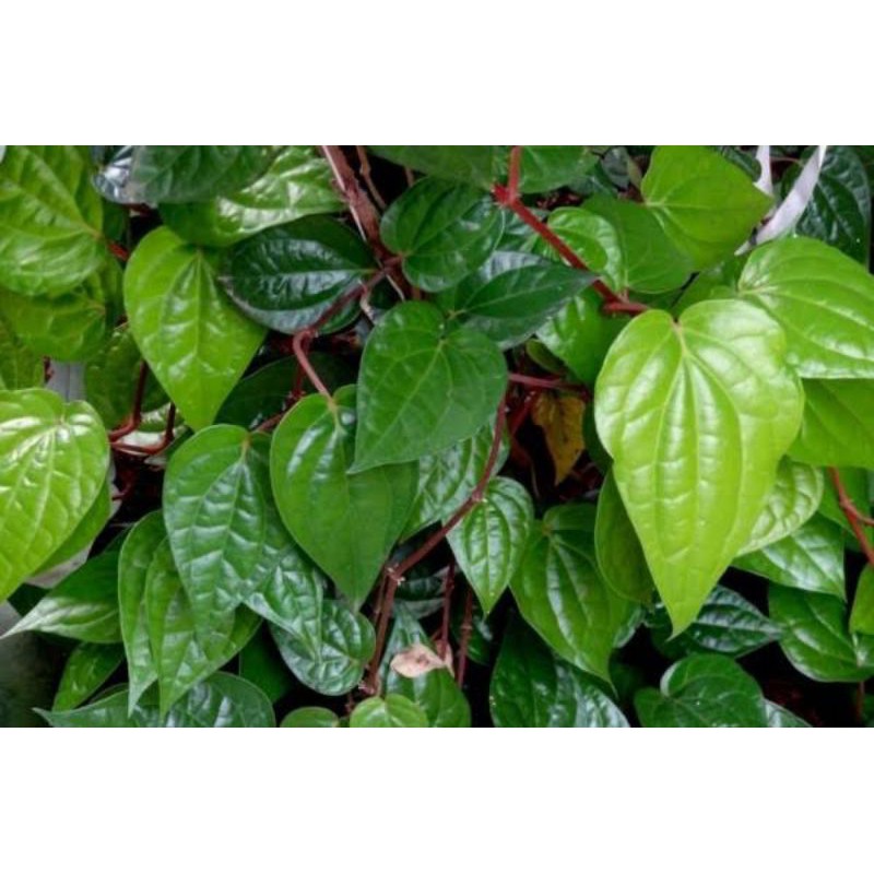 

daun sirih