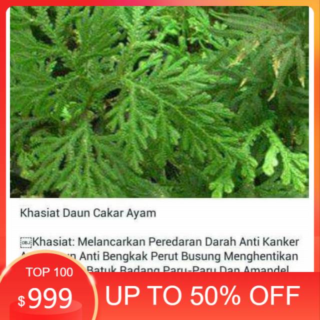 

Ready stock Daun cakar ayam segar 100 gram organik siap petik