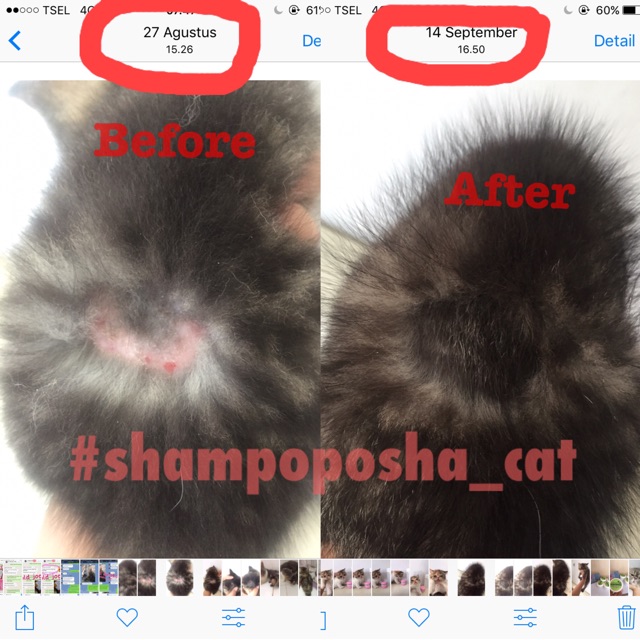 Posha_cat Hair&amp;Skin treatment shampo kucing 🇰🇷 | shampoo anti jamur kutu kucing | atasi problem kulit , halusin , kurangi rontok kucing