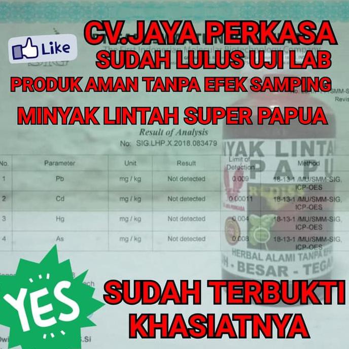 minyak lintah super papua