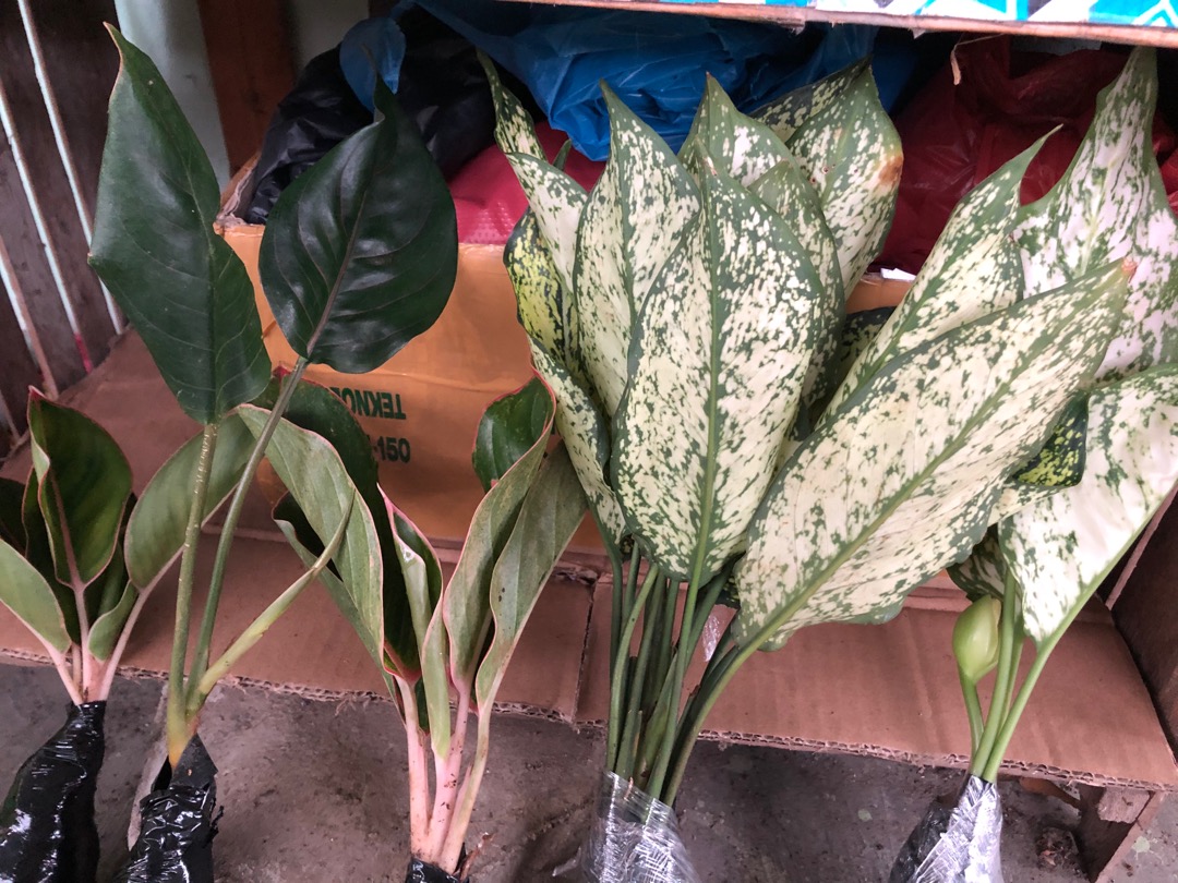 [kw] Aglonema Lipstik Classic/aglonema Lotus Kw