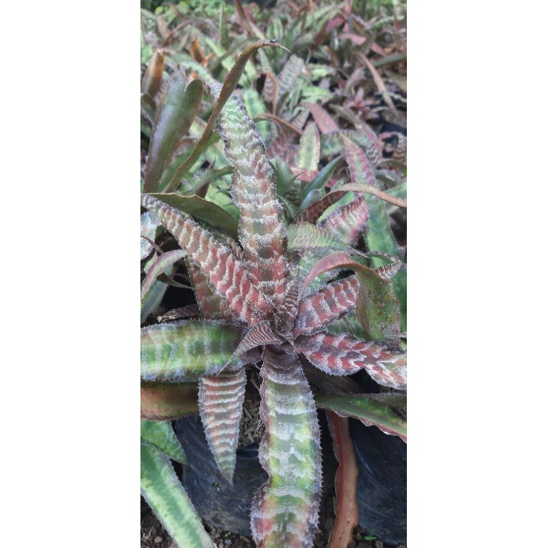 Tanaman Tahan Panas Bromelia Tokek /Cryptanthus Fosterianus