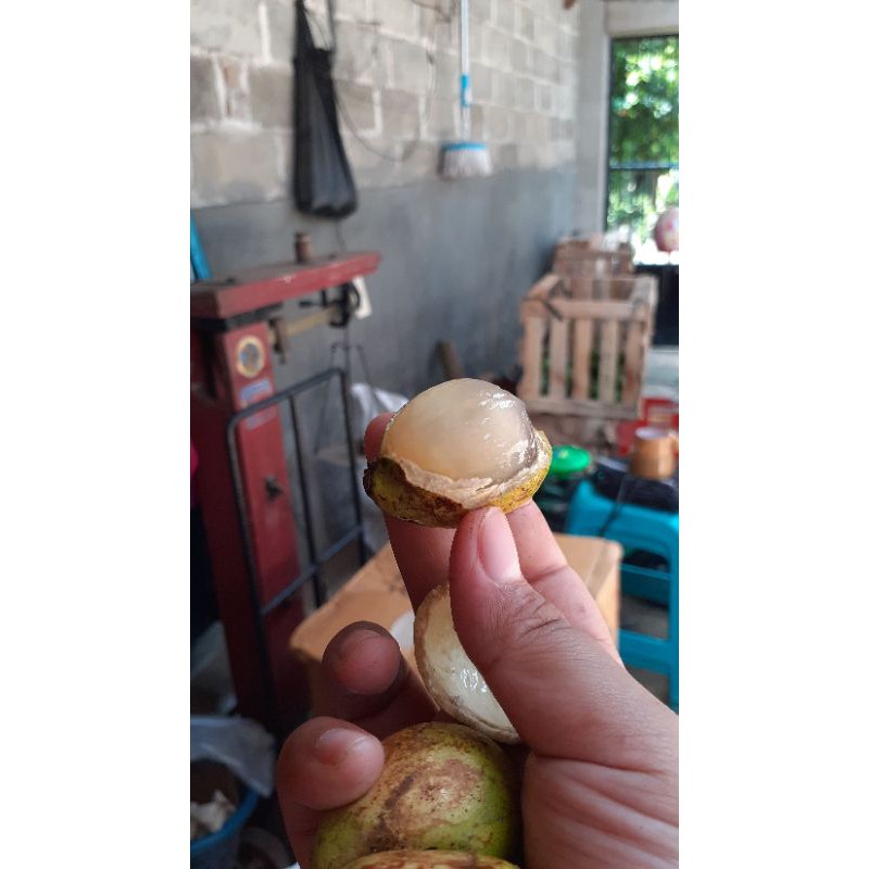 

Buah Matoa Merah dan Kuning