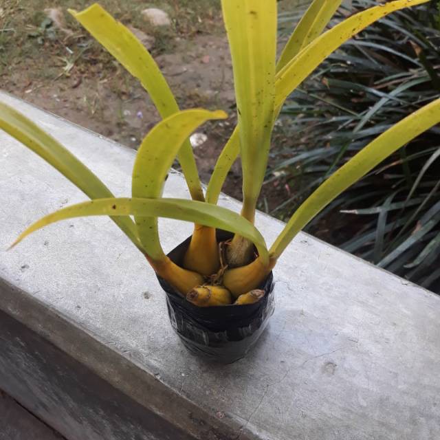 KUKURING Jual Bibit Anggrek Hutan Liar Murah