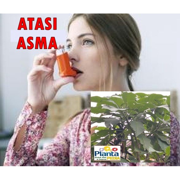 Jual DAUN SEGAR KECUBUNG KUCUBUNG KACUBUNG OBAT ASMA IMPOTENSI DLL